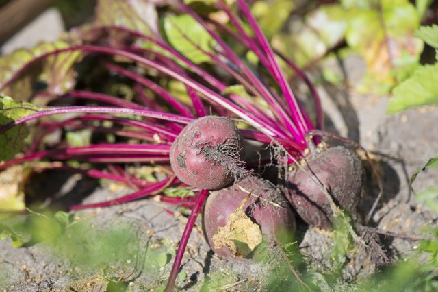 crops-that-grow-in-loamy-soil-ehow