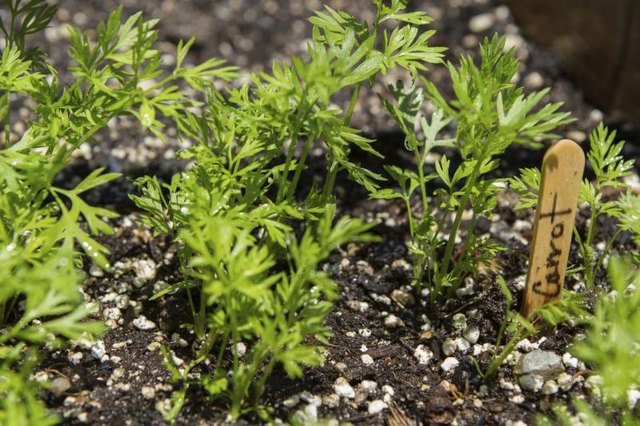 Carrot sprouts