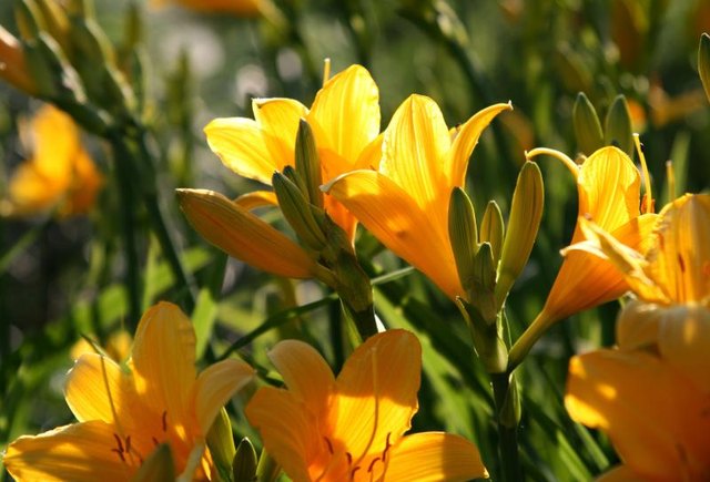 Yellow lily flowers grow in a field.