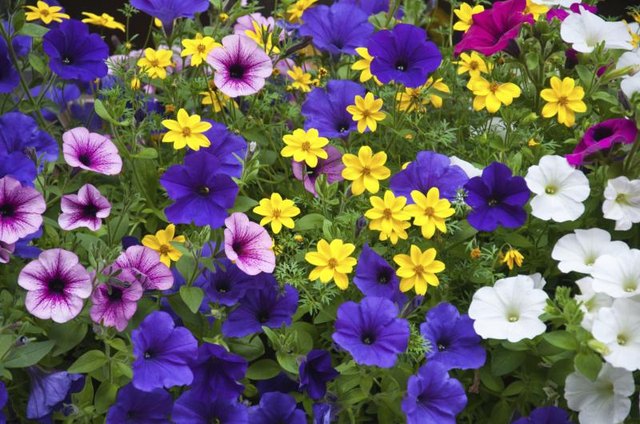 A mix of petunias growing in a garden.