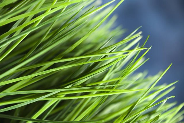Kentucky bluegrass