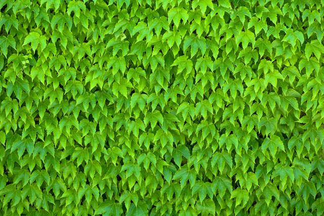 Boston ivy covers the structures on which it grows during spring and summer.