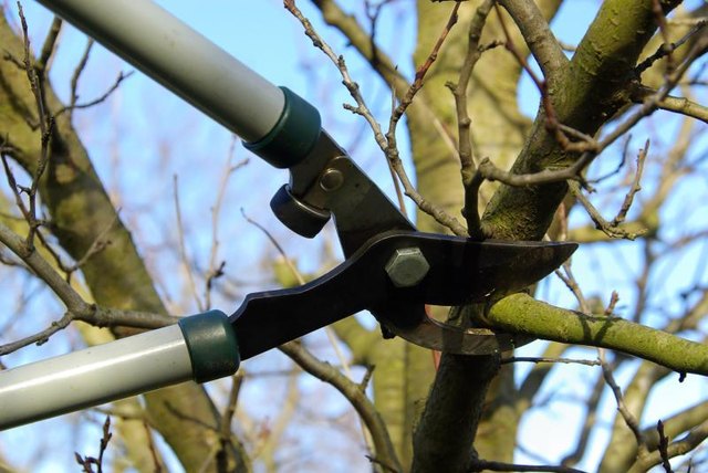 A gardener using lopping shears