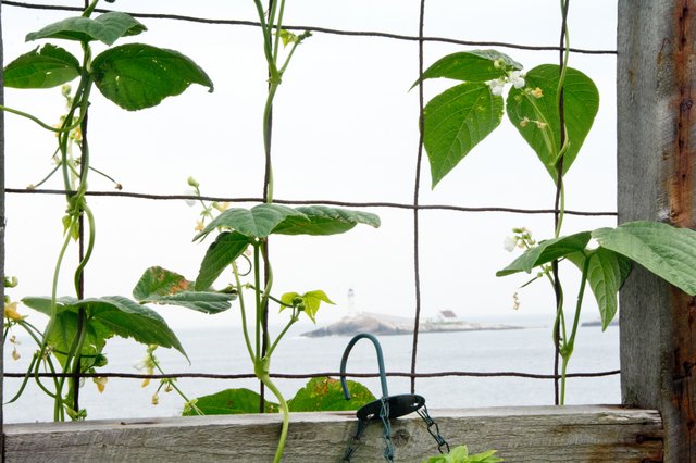 Beans naturally climb up trellis supports.