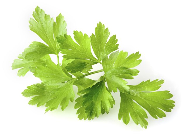 Flat-leafed parsley's leaves have no curl on the end.