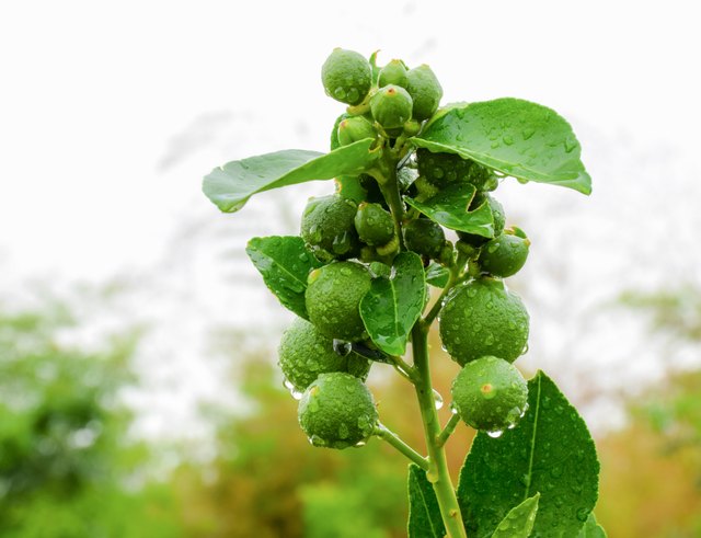 Backyard lime growers have a variety of sizes and flavors to choose from.