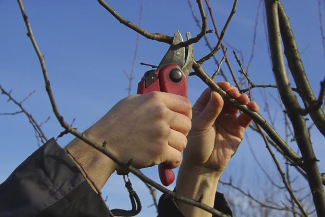 A man cuts a tree with hand pruners