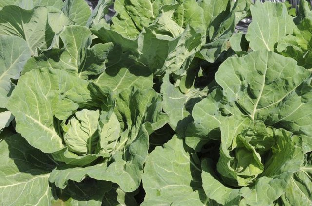 Protect cabbage by growing other plants that attract the same pests.