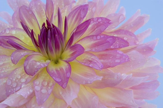 Tall dahlia cultivars may need support; tie their stems to stakes using soft fabric.