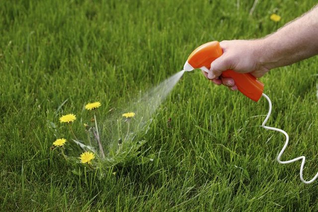 Close-up of a hand spraying a patch of weeds growing in grass