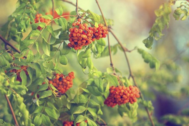 Berries grow on a viburnum bush.