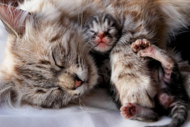 A newborn kitten curled up with its mother.