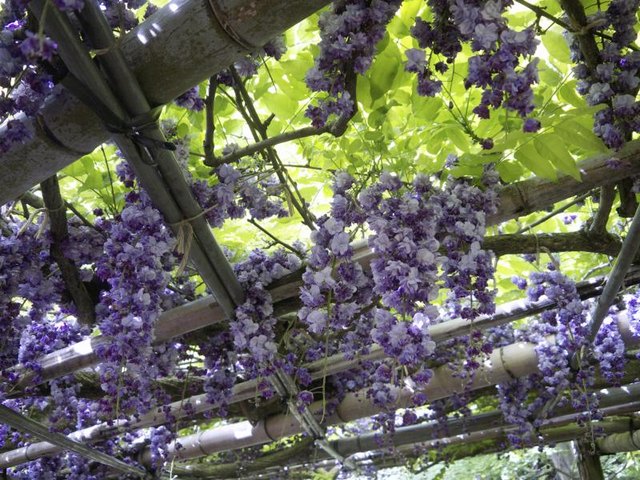 Purple wisteria hanging from a rustic trellis.