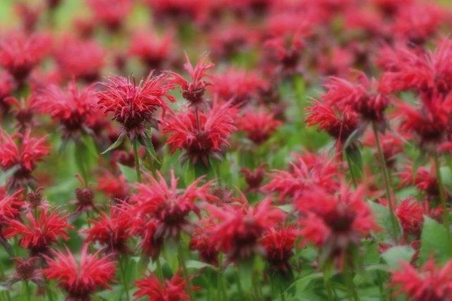 A cluster of red Eastern beebalm wildflowers.
