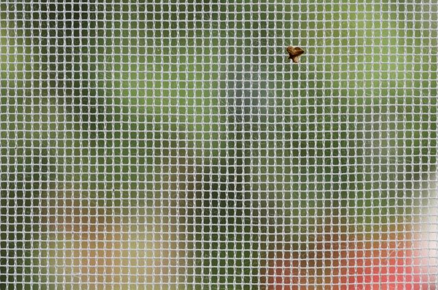 A macro close-up of a tiny fly on a window screen.