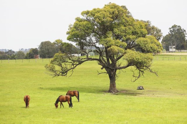 Horses grazing on bluegrass in large field.
