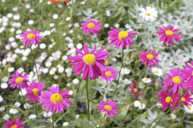 Pyrethrum daisy is also called "painted daisy."