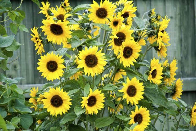Large, easy-to-handle, sunflower seeds rarely disappoint.