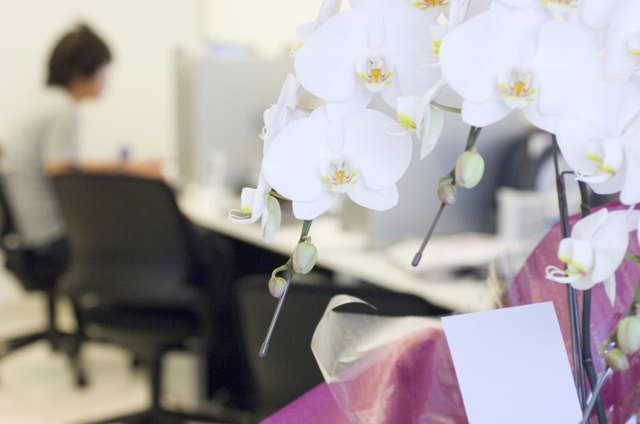 A bouquet of orchid flowers.