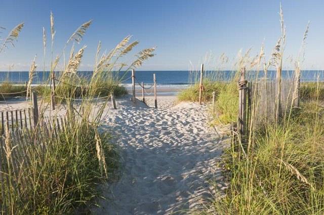 Northern sea oats grow along a beach path.