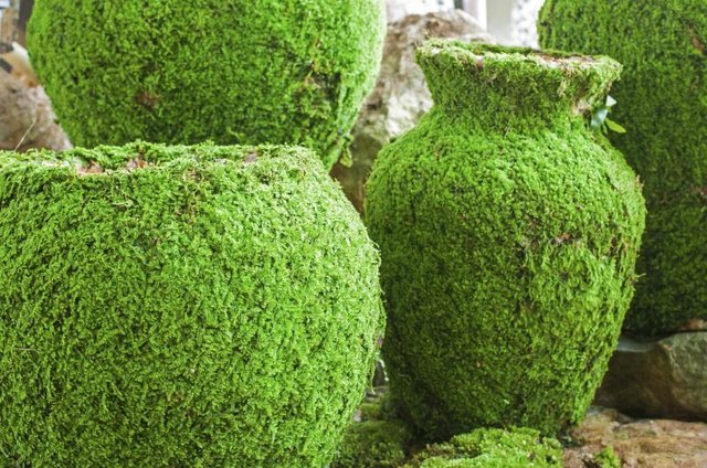 Cover containers or other surfaces with mossy mixtures.