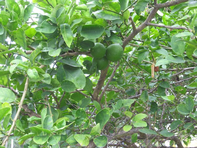 The green fruit hides among the evergreen foliage of the Key lime tree.