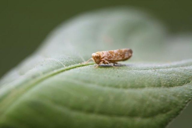 A type of leafhopper on a plant.