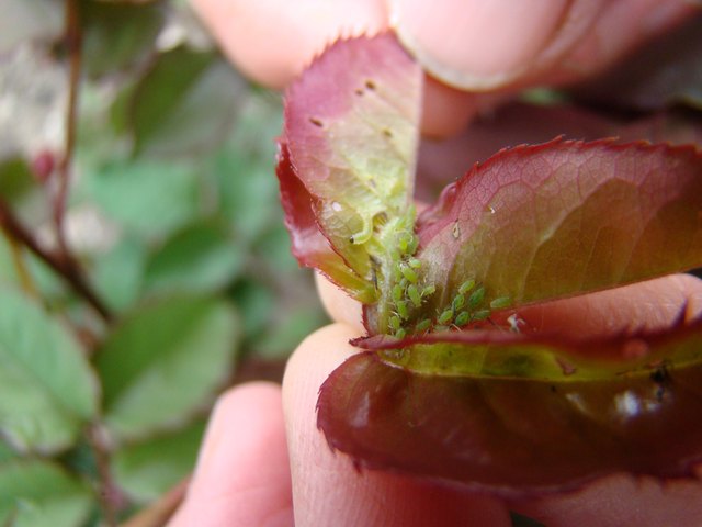 Aphids are some of the soft-bodied insects that insecticidal soap kills.