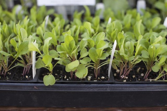 Arugula plants sprouting in a greenhouse.