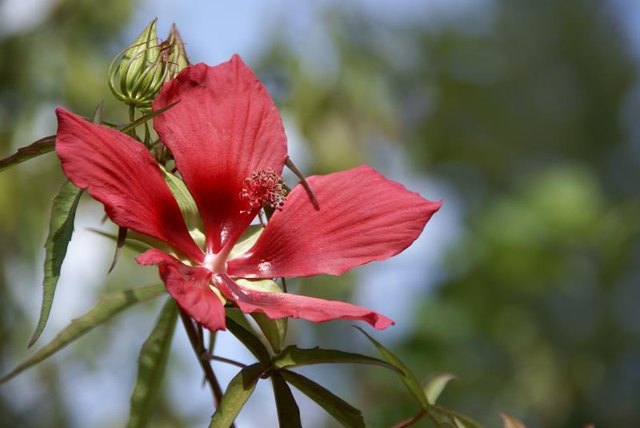 Swamp hibiscus can reach a height of 6 feet.