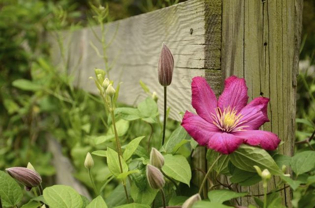 Clematis texensis vines growing up a fence post.
