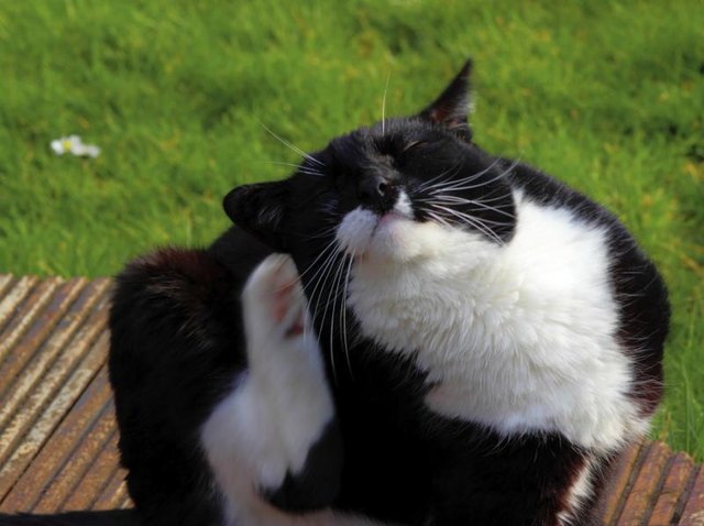 A domestic cat scratching its ear in the grass.