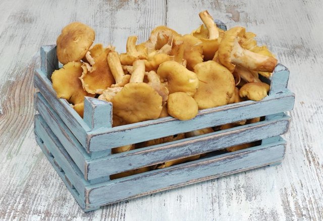 A wood basket filled with chanterelles.