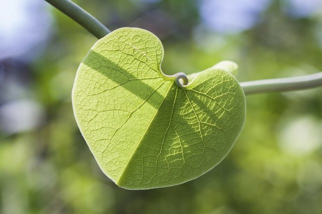 The leaves of Dutchman's pipe can be more than 6 inches across.