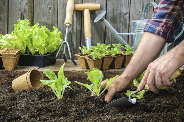 Gardener planting lettuce