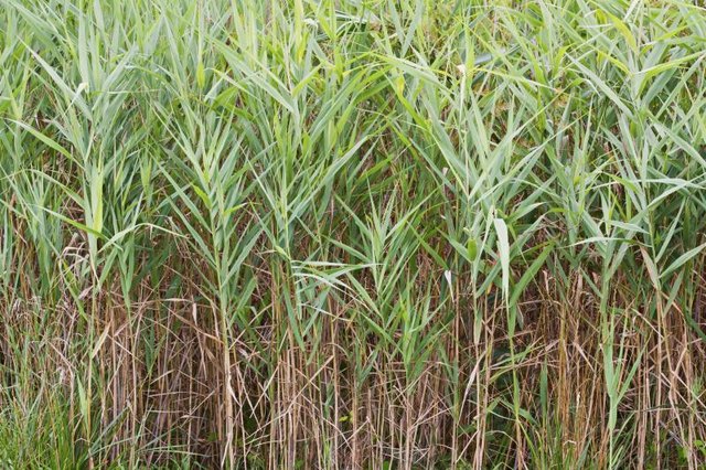 Prairie cordgrass gowing along a marsh.