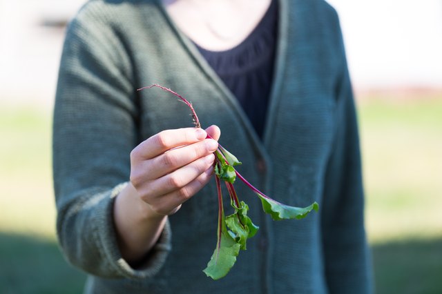 Harvest beets when they're small for more tender vegetables.