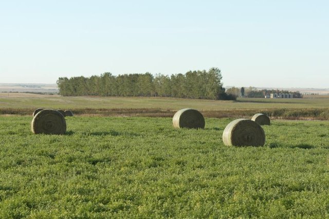 Looking across an alfalfa field in North Dakota.