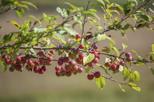 crabapple tree identification with pictures ehow crabapple tree identification with pictures ehow