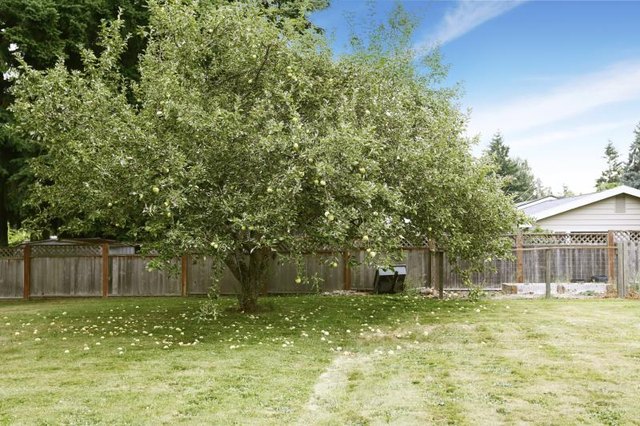 An apple tree growing in a backyard.