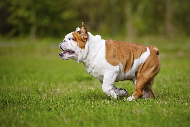 A bulldog runs on grass.