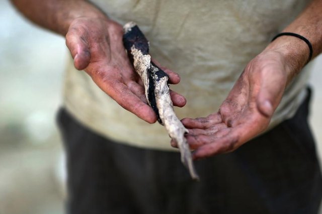 An archaeologist holding an ancient tool crafted from a conch shell.