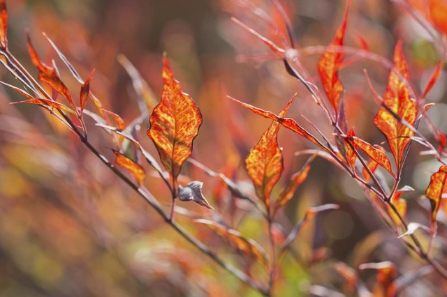 A close-up of heavenly bamboo leaves.