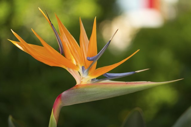 Bird of paradise flowers are usually orange and purple.