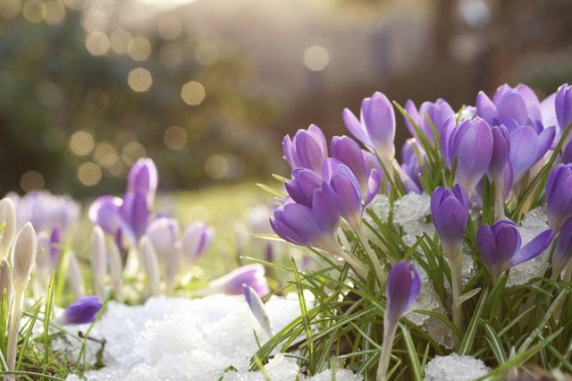 Flowers pushing up through some snow in a garden. Flowers pushing up through some snow in a garden.