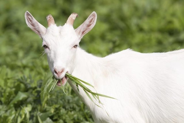 A goat is snacking in a green field.
