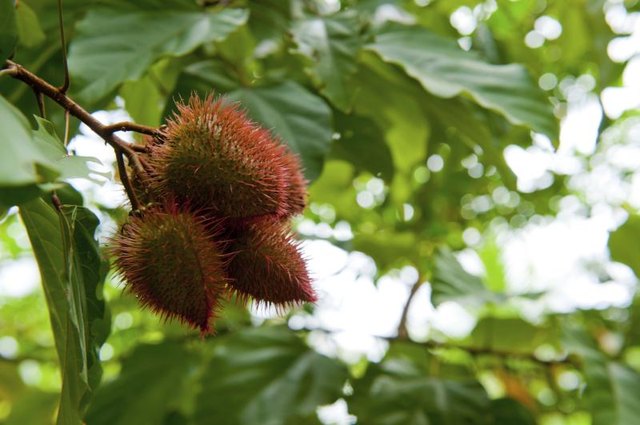 Annatto fruit on a branch.