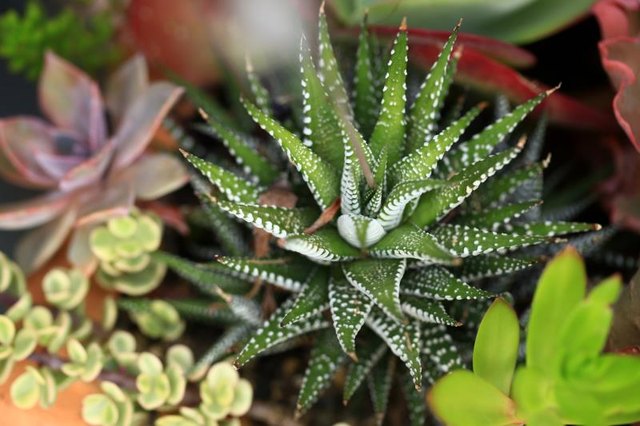 Variety of potted succulents Variety of potted succulents