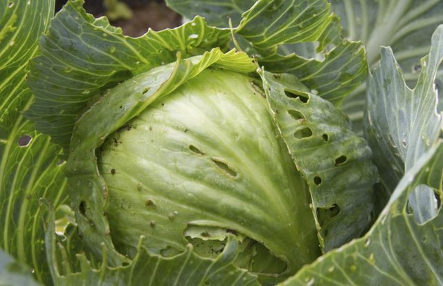 A head of cabbage damaged by insects.