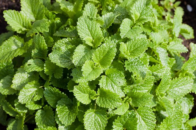 Lemon balm releases a citrus scent when crushed.